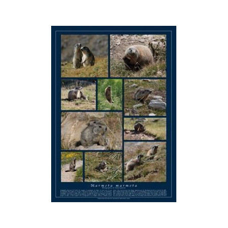 Poster Marmotte